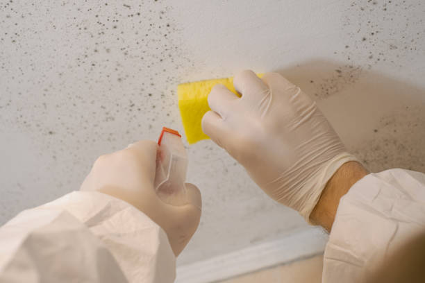 Best Air Quality Testing for Mold Spores  in USA